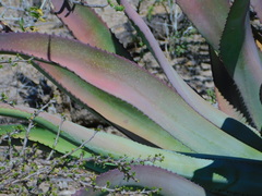 Agave aurea