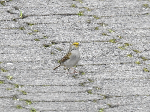 Yellow-browed Sparrow (Ammodramus aurifrons), photo 10