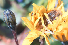 Tropinota squalida
