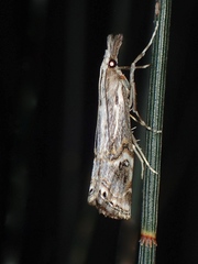 Hednota longipalpella