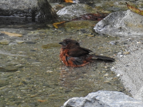Silver-beaked Tanager (Ramphocelus carbo), photo 9