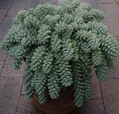 Sedum burrito