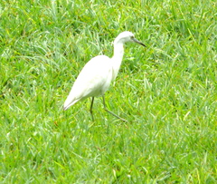 Egretta caerulea image