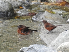 Silver-Beaked Tanager photo 6