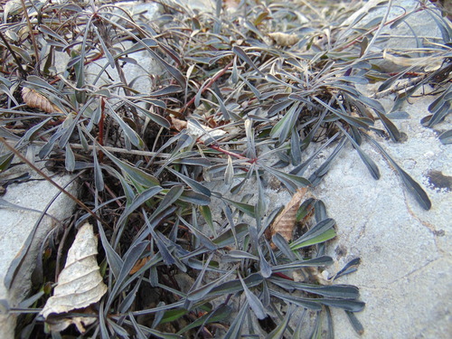Srcolika glavulja (Globularia cordifolia)