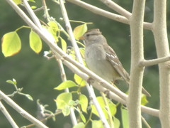 Zonotrichia leucophrys