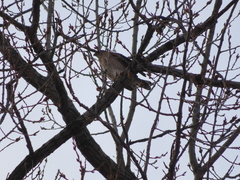Accipiter cooperii