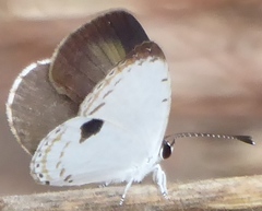 Pithecops corvus corax