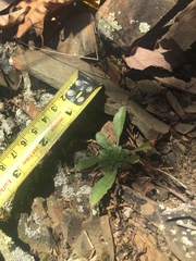 Oenothera argillicola