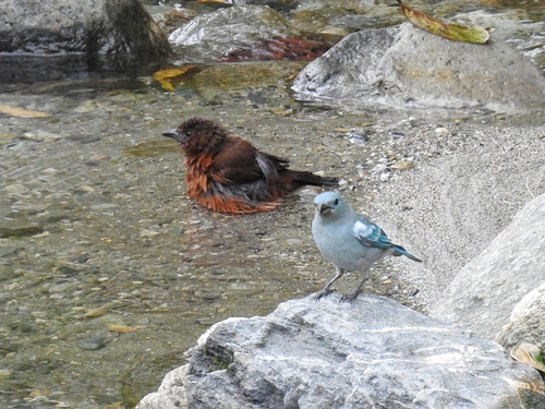 Blue-gray Tanager, photo 10 of 10