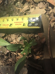 Oenothera argillicola