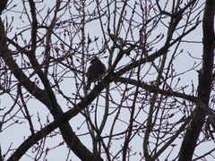 Accipiter cooperii