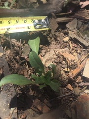 Oenothera argillicola