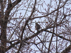 Accipiter cooperii