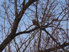 Accipiter cooperii