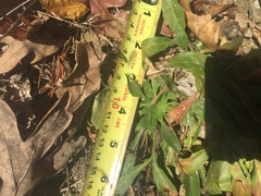 Oenothera argillicola