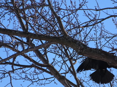 Corvus brachyrhynchos