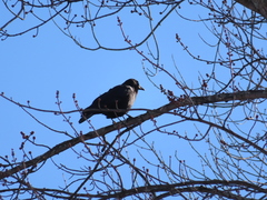 Corvus brachyrhynchos
