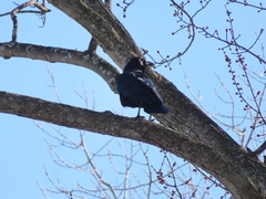 Corvus brachyrhynchos