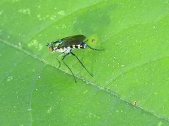 Plagioneurus univittatus