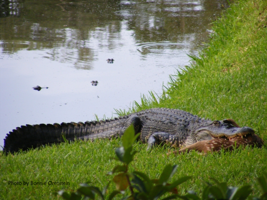 American Alligator from Kiawah Island, SC, USA on May 27, 2010 at 0940