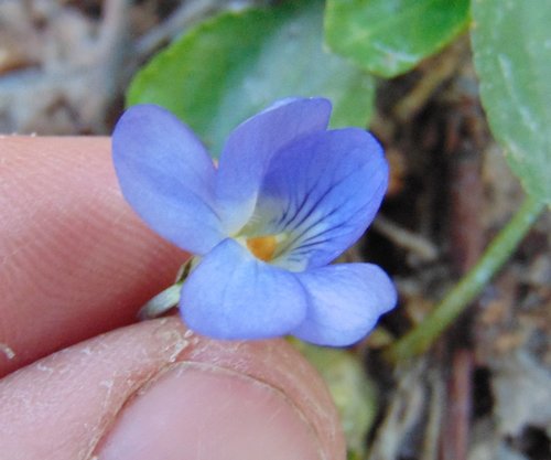 fialka krovisková (Viola suavis)