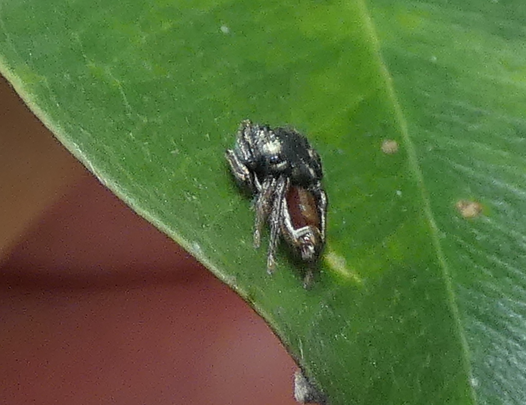 jumping spiders