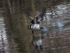 Bucephala clangula