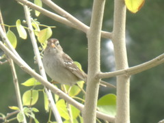 Zonotrichia leucophrys
