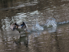 Bucephala clangula