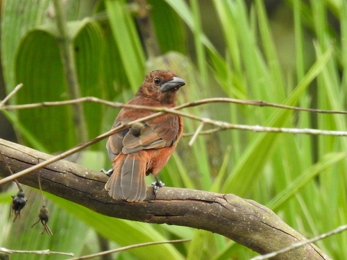 Silver-beaked Tanager (Ramphocelus carbo), photo 10