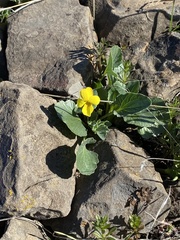 Viola purpurea quercetorum