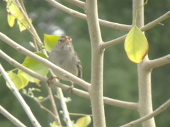 Zonotrichia leucophrys