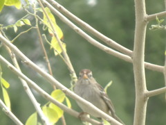 Zonotrichia leucophrys