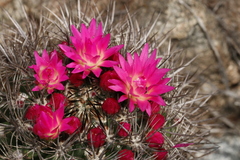 Eriosyce nigrihorrida