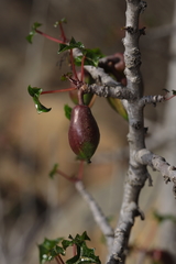 Vasconcellea chilensis