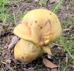 Neoboletus pseudosulphureus