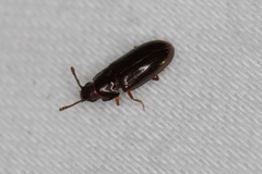 Pharaxonotha kirschii