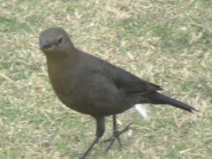 Euphagus cyanocephalus