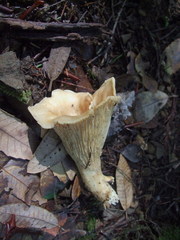 Cantharellus subalbidus