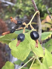 Ribes hudsonianum