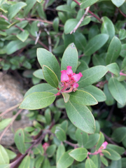 Arctostaphylos × media