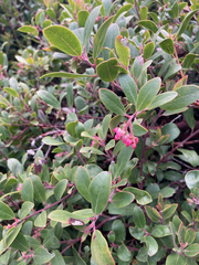 Arctostaphylos × media