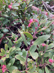 Arctostaphylos × media