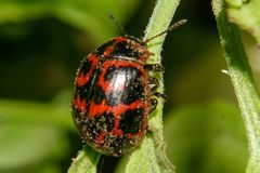 Platyphora congregata