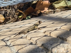 Sceloporus occidentalis