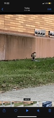Accipiter cooperii