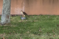 Accipiter cooperii
