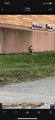 Accipiter cooperii