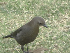 Euphagus cyanocephalus